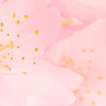 bunga merah muda alami iPhone7 Wallpaper