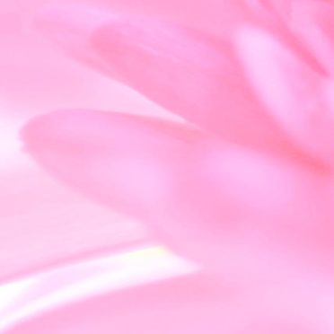 bunga merah muda alami iPhone7 Wallpaper