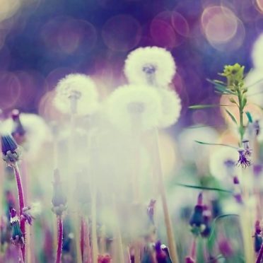 Dandelion blur iPhone7 Wallpaper