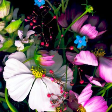 warna-warni bunga hitam iPhone7 Wallpaper