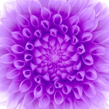 bunga rak putih ungu iPhone7 Wallpaper