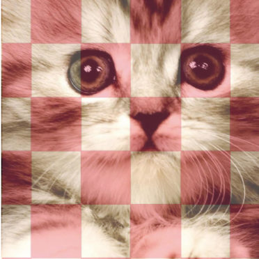 Rak kucing merah ungu iPhone7 Wallpaper