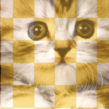 rak kucing kuning ungu iPhone7 Wallpaper