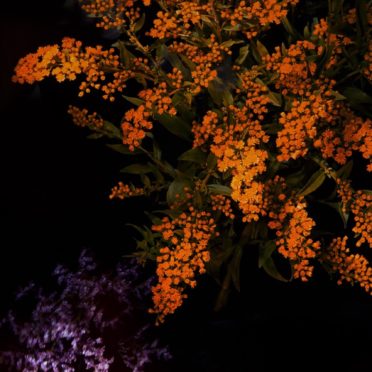 bunga jeruk keren iOS9 iPhone7 Wallpaper