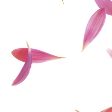 Petal keren iPhone7 Wallpaper