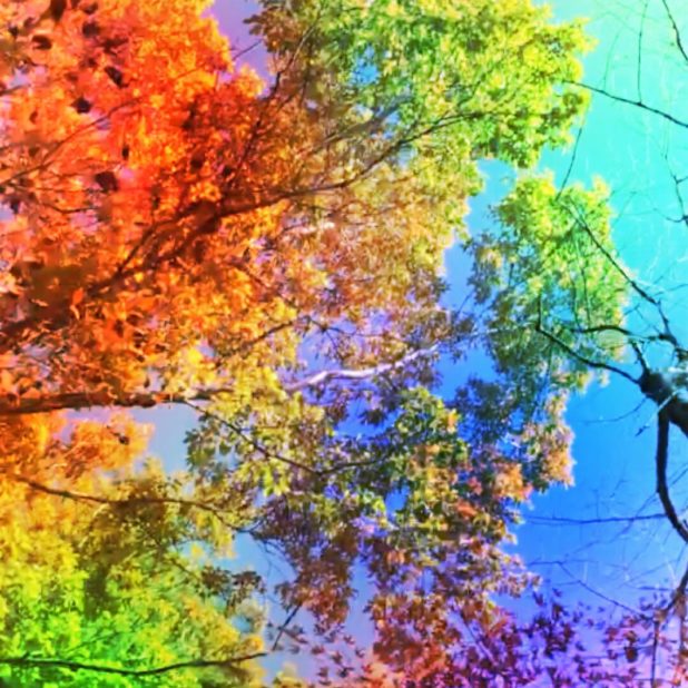 Pohon berwarna-warni iPhone7 Plus Wallpaper