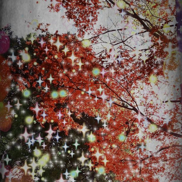 Musim gugur meninggalkan cahaya iPhone7 Plus Wallpaper