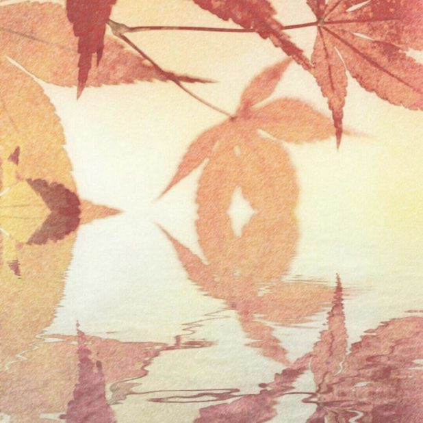 Permukaan air daun musim gugur iPhone7 Plus Wallpaper