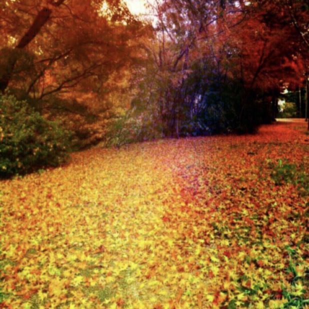 Musim gugur daun daun gugur iPhone7 Plus Wallpaper