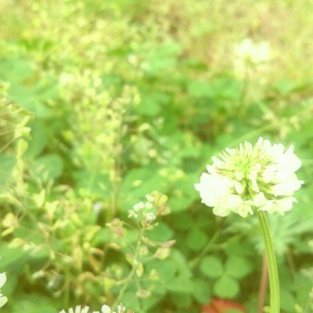 Bunga semanggi putih iPhone7 Plus Wallpaper