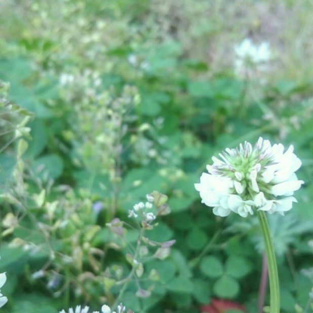 Bunga semanggi putih iPhone7 Plus Wallpaper
