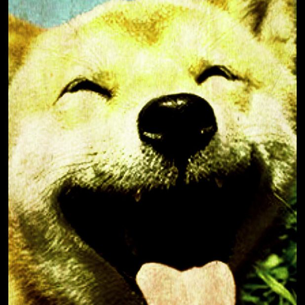 Senyum Anjing iPhone7 Plus Wallpaper