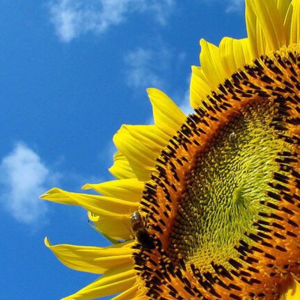 Langit bunga matahari iPhone7 Plus Wallpaper