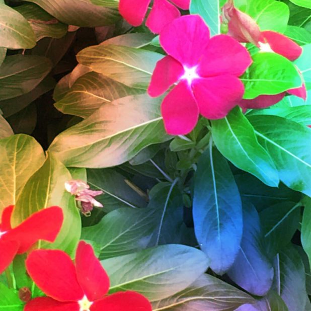 Bunga pink iPhone7 Plus Wallpaper
