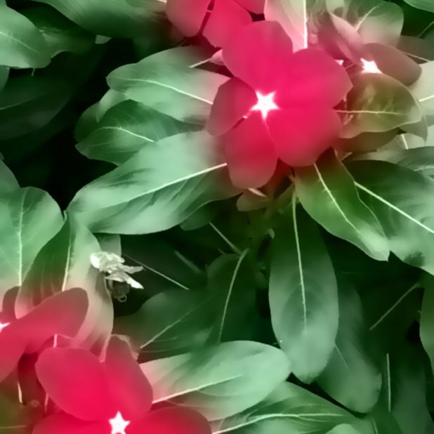 Bunga kabur iPhone7 Plus Wallpaper