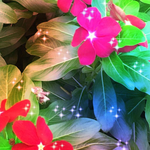 Cahaya bunga iPhone7 Plus Wallpaper