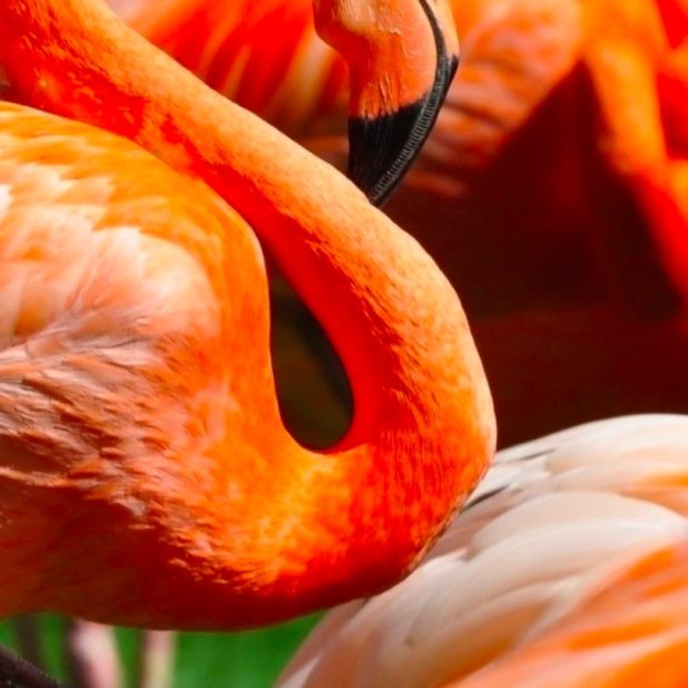 Hewan Flamingo iPhone7 Plus Wallpaper