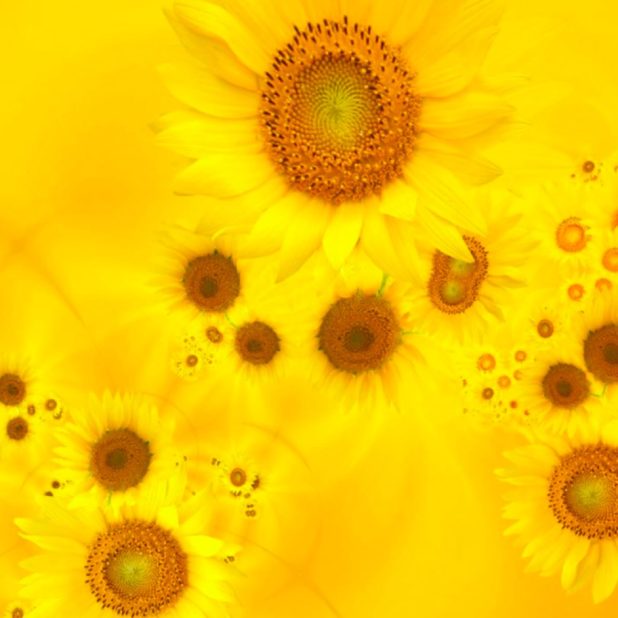ki bunga alami iPhone7 Plus Wallpaper