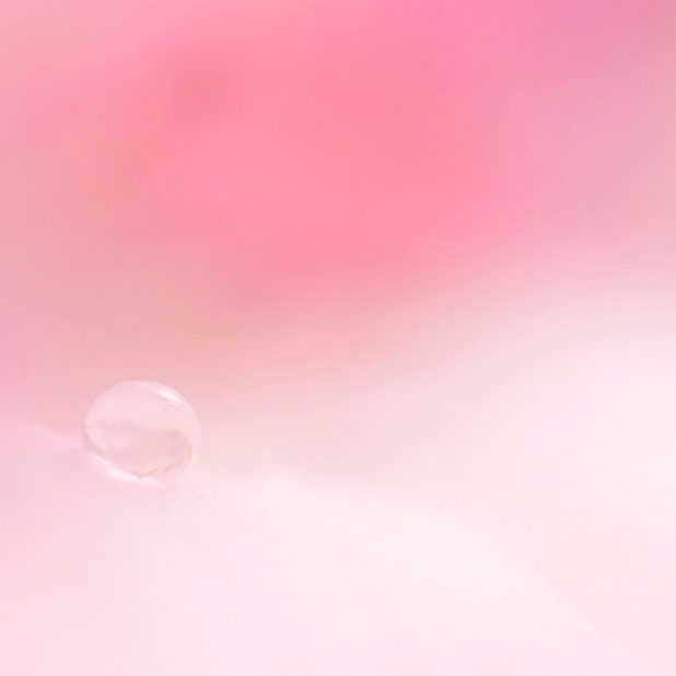 bunga merah muda alami iPhone7 Plus Wallpaper