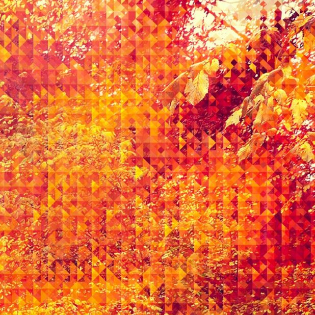 pola oranye iPhone7 Plus Wallpaper