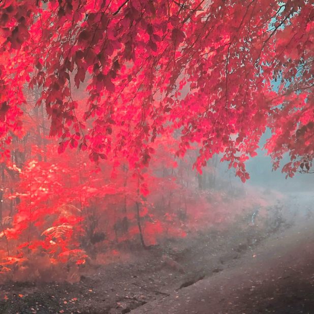 pemandangan musim gugur daun merah iPhone7 Plus Wallpaper