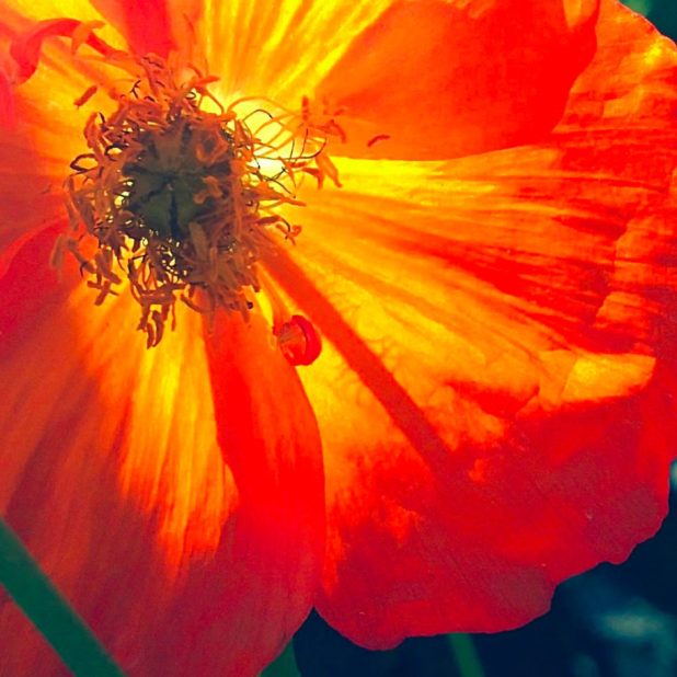 oranye bunga alami iPhone7 Plus Wallpaper