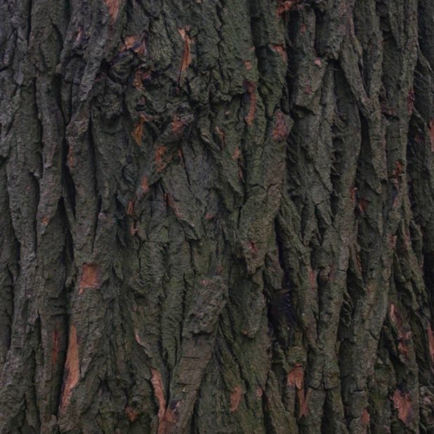 pohon lanskap iPhone7 Plus Wallpaper