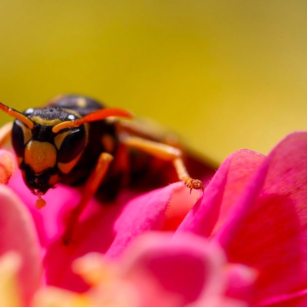 Bee serangga blur bunga iPhone7 Plus Wallpaper