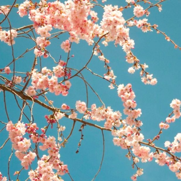 bunga sakura Chunt biru iPhone7 Plus Wallpaper