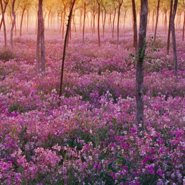 views pohon bunga ungu iPhone7 Plus Wallpaper