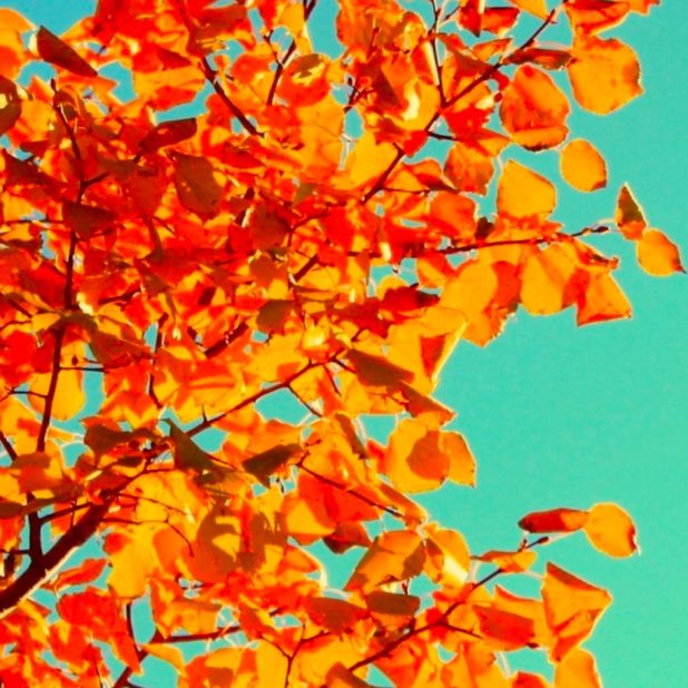Daun dedaunan langit iPhone7 Plus Wallpaper