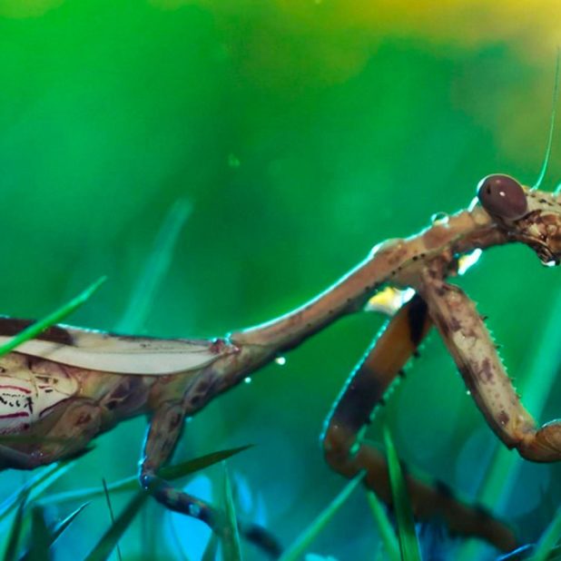 Mantis serangga blur iPhone7 Plus Wallpaper