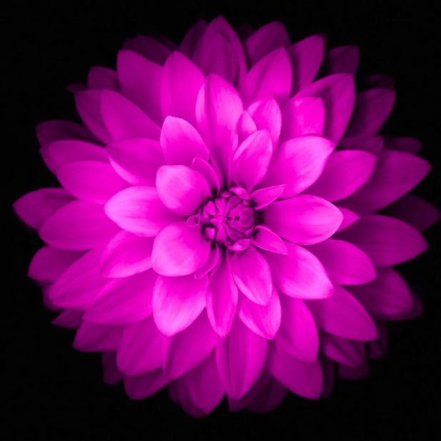 Bunga ungu hitam iPhone7 Plus Wallpaper
