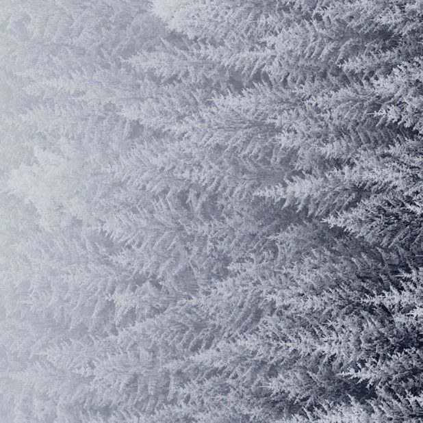 Pemandangan salju mori iPhone7 Plus Wallpaper