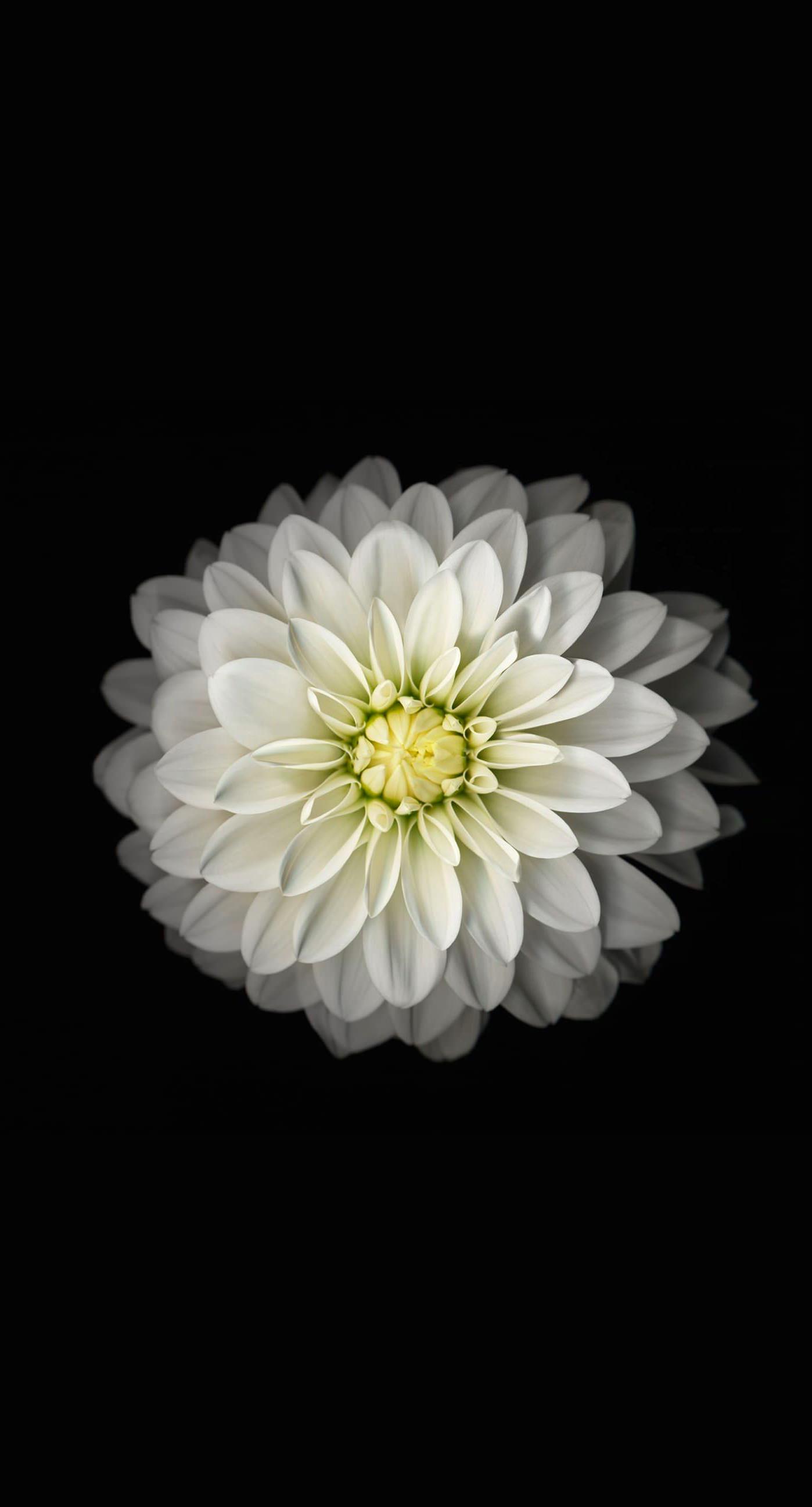 bunga hitam putih wallpaper sc iPhone7Plus