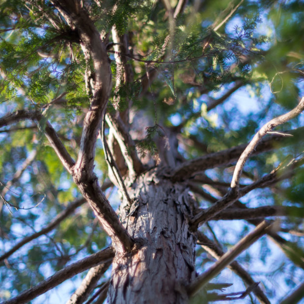 pemandangan alam pohon iPhone7 Plus Wallpaper