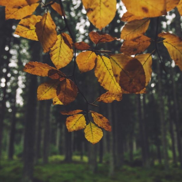 hutan lanskap daun kuning iPhone7 Plus Wallpaper