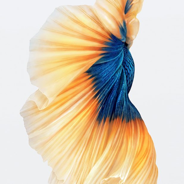 Ikan putih iPhone6sPlus Keren iPhone7 Plus Wallpaper