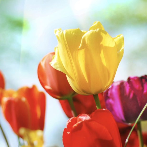 Bunga tanaman berwarna-warni iPhone7 Plus Wallpaper