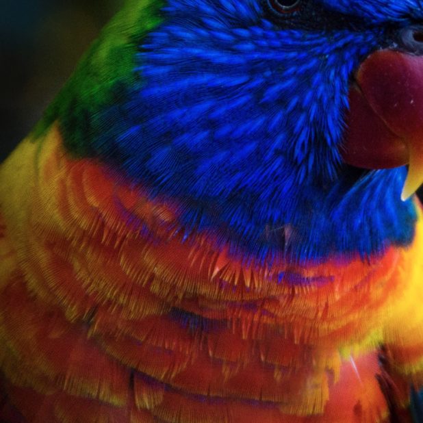 Burung hewan biru warna-warni iPhone7 Plus Wallpaper