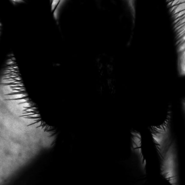 labah-labah bayangan hitam iPhone7 Plus Wallpaper