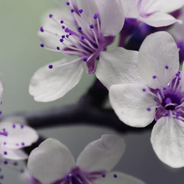 tanaman bunga putih ungu iPhone7 Plus Wallpaper