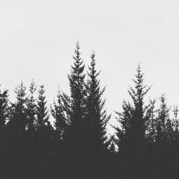 monokrom hutan lanskap iPhone7 Plus Wallpaper