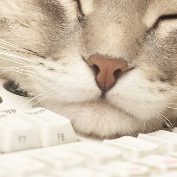 Keyboard kucing untuk wanita iPhone7 Plus Wallpaper