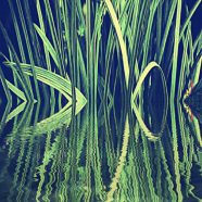 Reed hijau iPhone8 Wallpaper