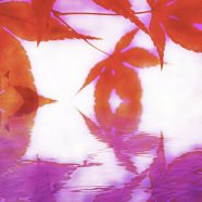 Permukaan air daun musim gugur iPhone8 Wallpaper
