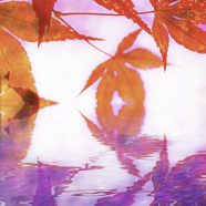 Permukaan air daun musim gugur iPhone8 Wallpaper