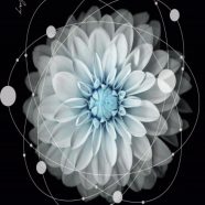 Bunga Keren iPhone8 Wallpaper
