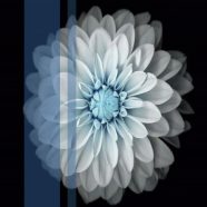 Bunga putih iPhone8 Wallpaper