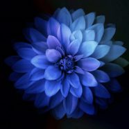 Bunga Biru iPhone8 Wallpaper